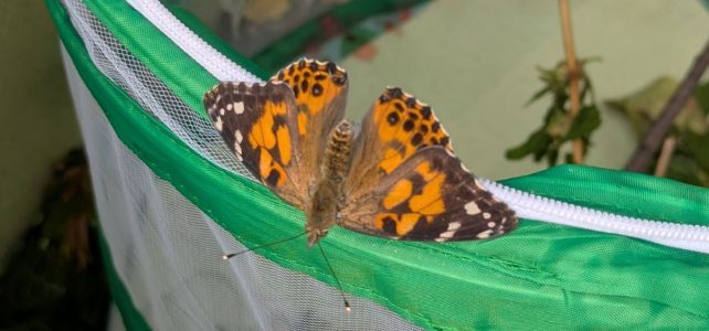 Schmetterlingsalarm in Klasse 3 Schmetterlingsalarm in Klasse 3